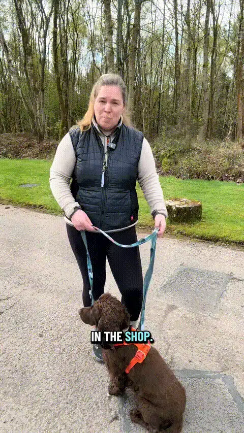 Dog walking with no-pull harness on a relaxed walk