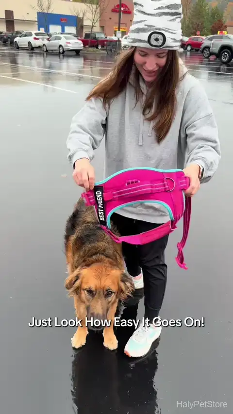 No-pull dog harness demonstration — step-in design and front clip