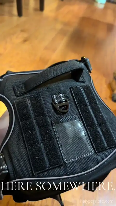 Beebiepet BB Pet heavy duty harness unboxing and fit test