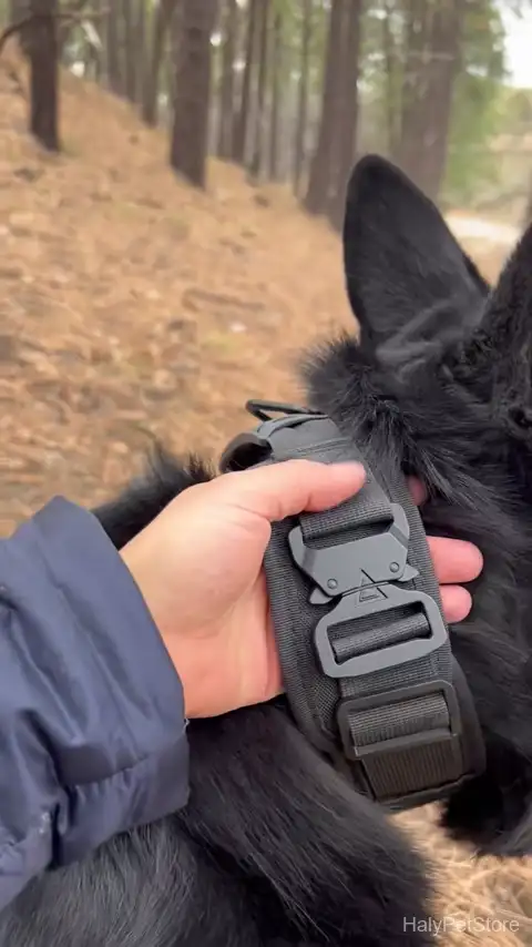 Metal buckle and 1000D nylon on a tactical dog collar for large breeds