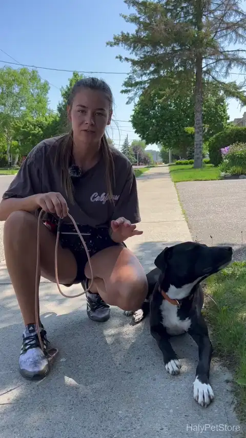Slip lead positioning — high on the neck behind the ears