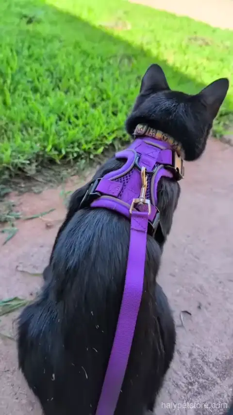 Halypet H200 Pro cat harness review showing reflective strip and adjustable straps